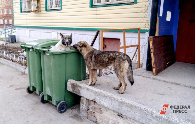 Собаки около мусорки
