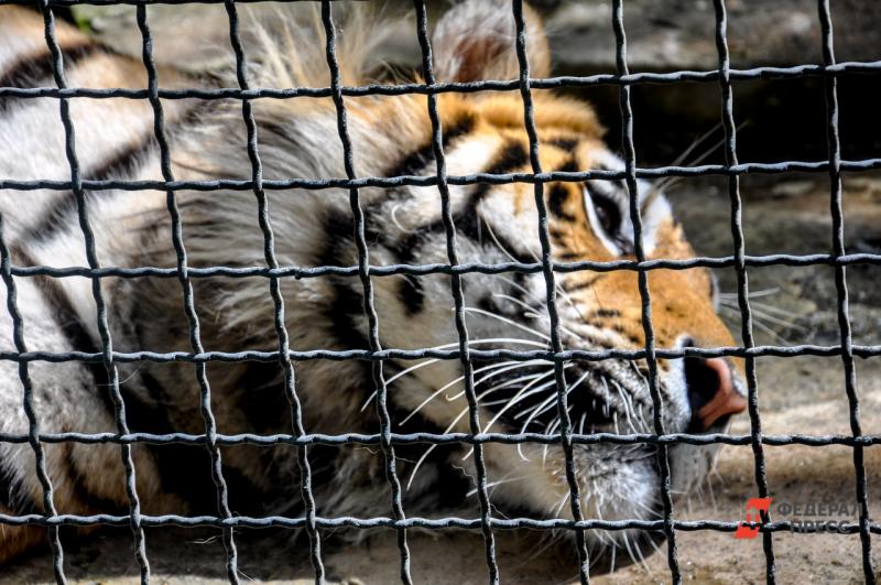 Хищница пройдет реабилитацию в Московском зоопарке