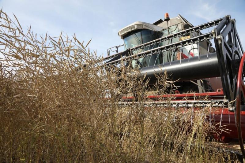 За год из региона отгрузили 230 тысяч тонн семян рапса
