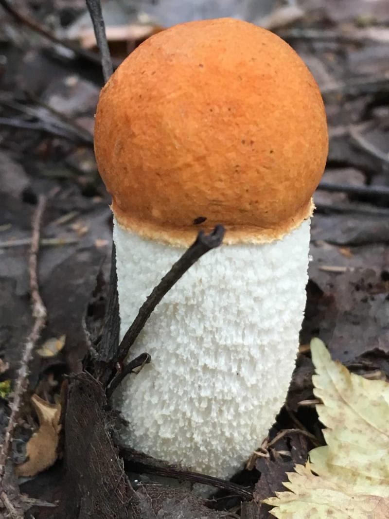 Характеристики белых грибов: