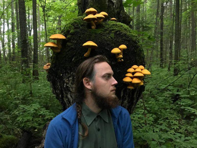 Лесные грибы могут образовывать крупные гроздья