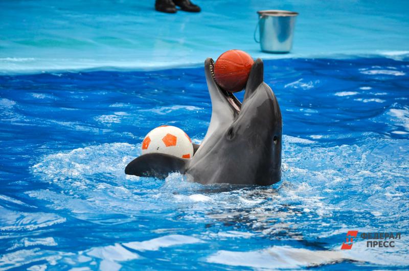 В Севастополе ищут дельфинов