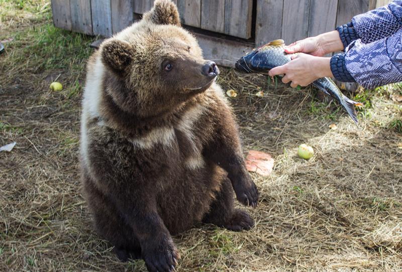Медвежат будут готовить к жизни в дикой природе