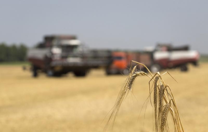 сбор зерна в поле