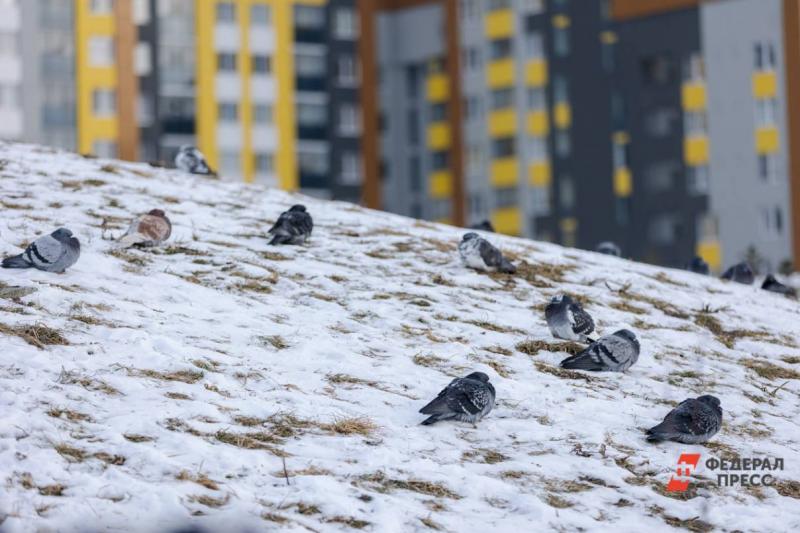 Птицы на снегу