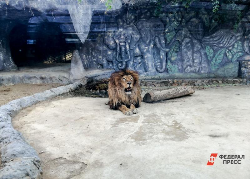 Лев напал на женщину в зоопарке