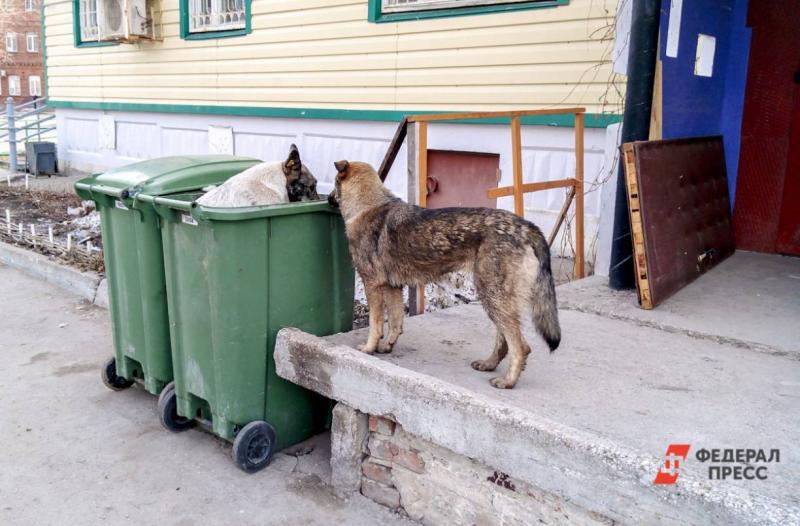 Собаки возле мусора