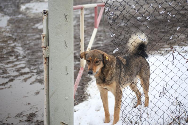 Неравнодушных тюменцев призывают поддержать петицию против горожанина, порубившего собаку топором