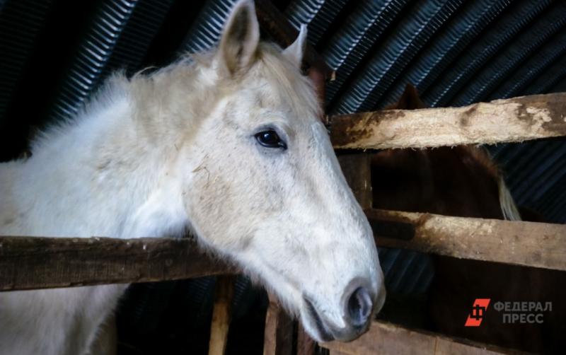 На юге Тюменской области местные жители обвиняют тренера по конному спорту в жестоком обращении с животным