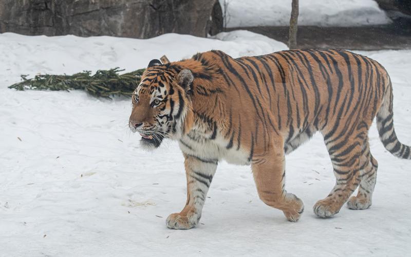 Нападение в Хабаровском крае: тигра привлекли трофеи