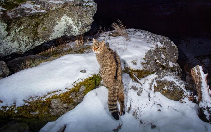 Лесной кот может выходить к населенным пунктам вблизи лесного массива