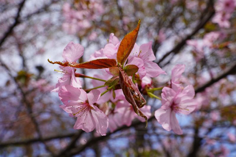 Сакура цветет в апреле-мае