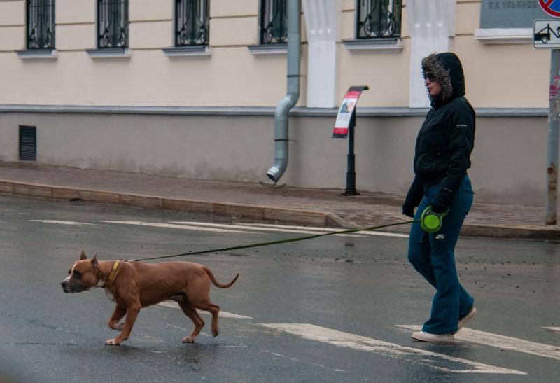В Тюмени под суд пойдет собачник, чей пес покусал двухлетнего мальчика