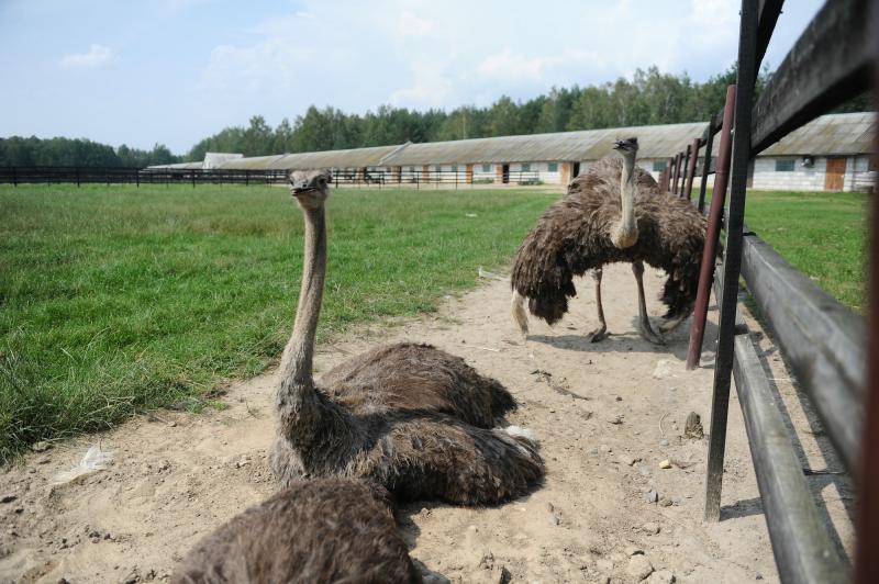 Можно покормить страусов на ферме, а потом подкрепиться омлетом