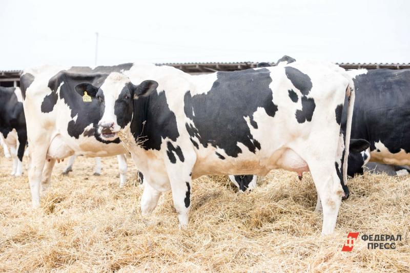 На тюменской ферме определили корову-рекордсменку по удою молока