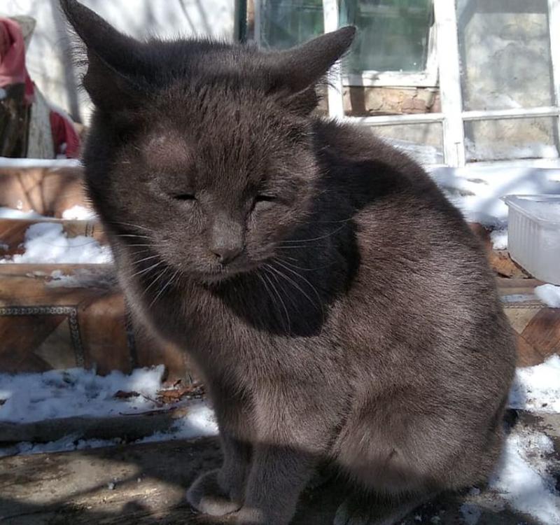 Уральская Хатико кошка Муся по-прежнему ждет своих хозяев