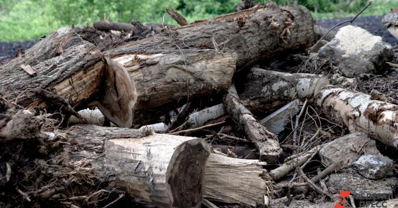 В сердце города вырубают самые большие деревья