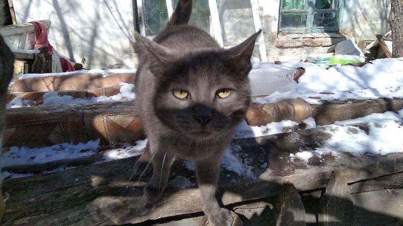 Кошка Муся с февраля живет на месте гибели своей хозяйки