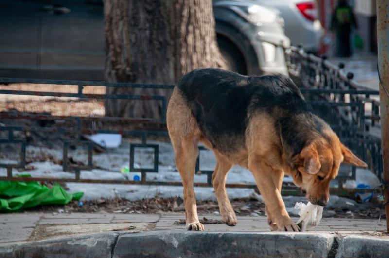 Проблема бродячих собак стоит остро во многих регионах