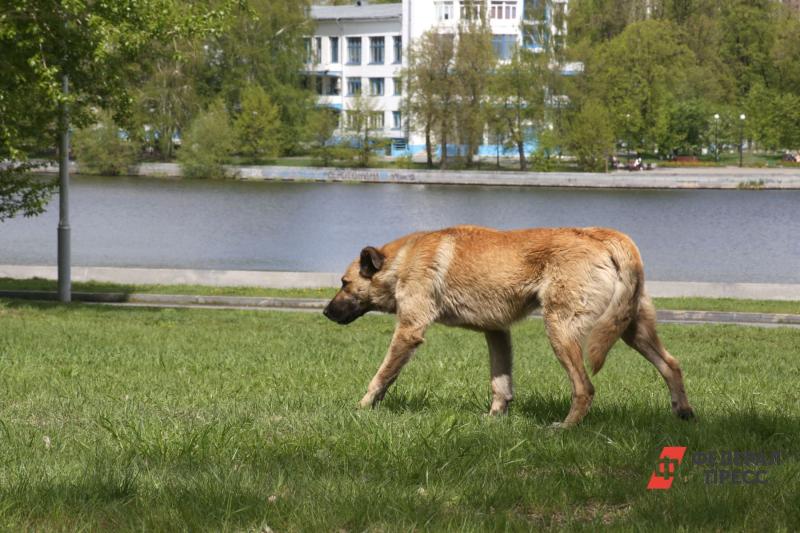 В Волгограде нельзя кормить собак в людных местах