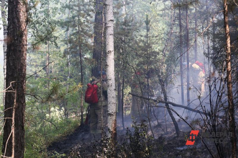 Кто виноват в лесных пожарах в Тюменской области: опрос горожан