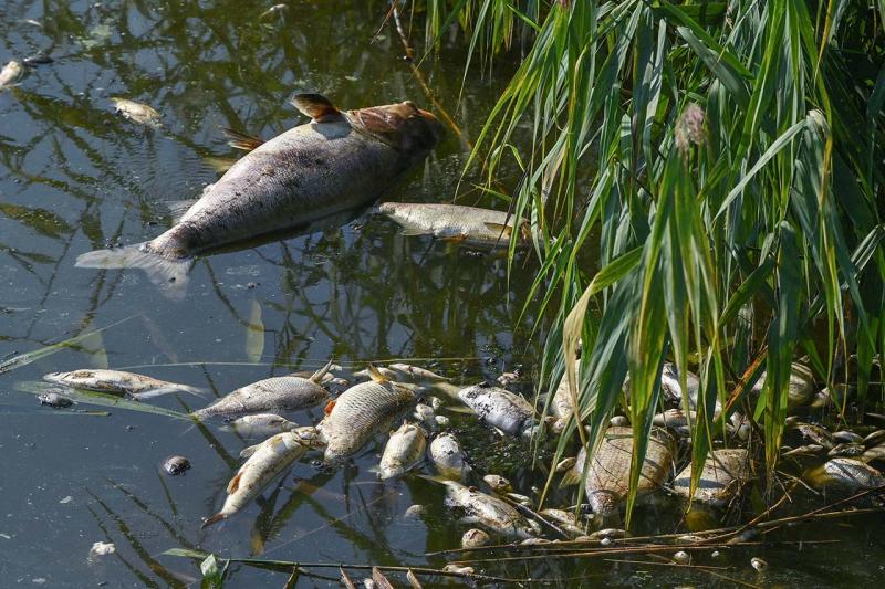 В удмуртской реке случился массовый мор рыбы из-за сброса отходов