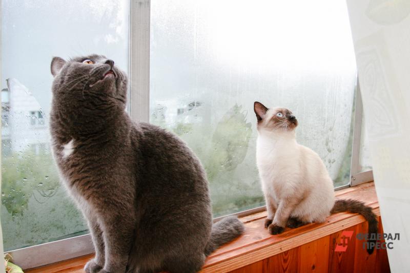 Кошки