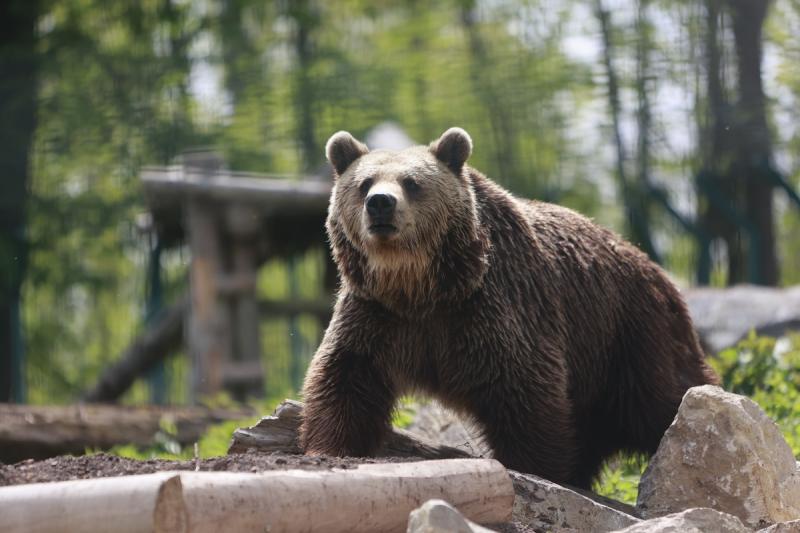 Медведь забрел в якутский поселок