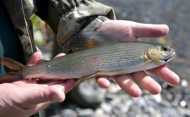 Рыба массово гибнет в Хабаровском крае