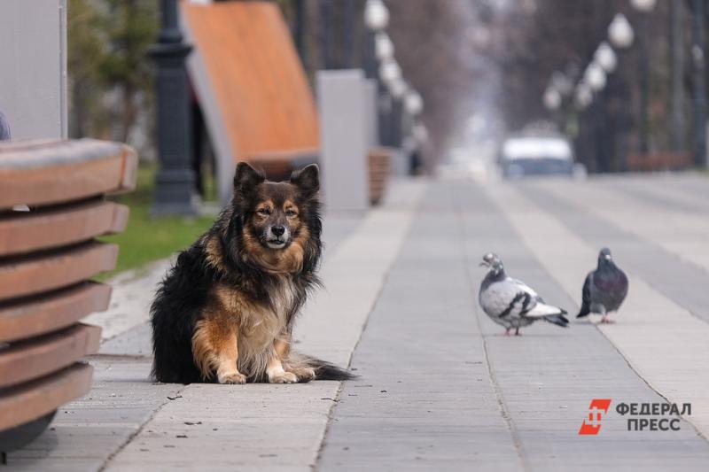 В Оренбурге определят микрорайоны для приоритетного отлова бродячих собак