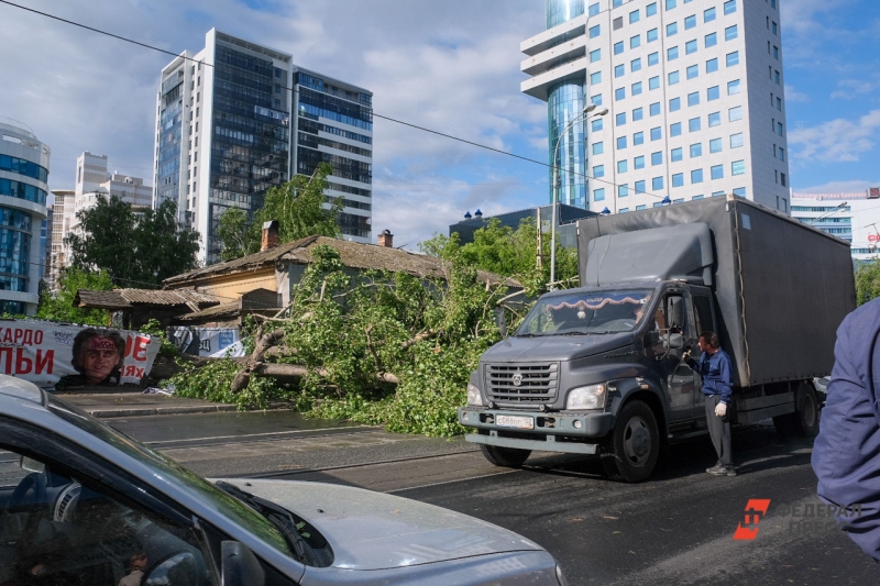 Многие деревья попадали от мощного урагана