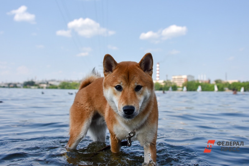 Домашний питомец