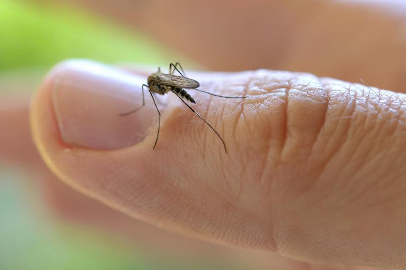 комар на пальце человека