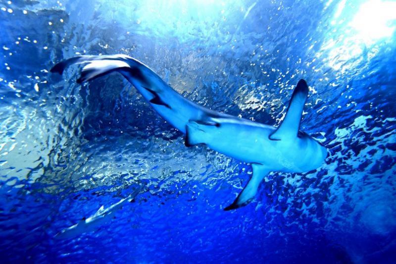 Тропические акулы встречаются в водах Японского моря