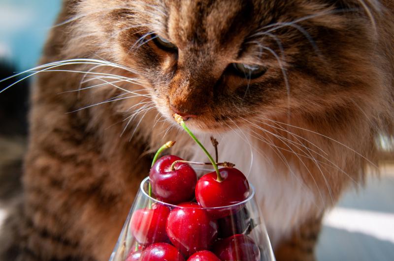 кот и ягоды