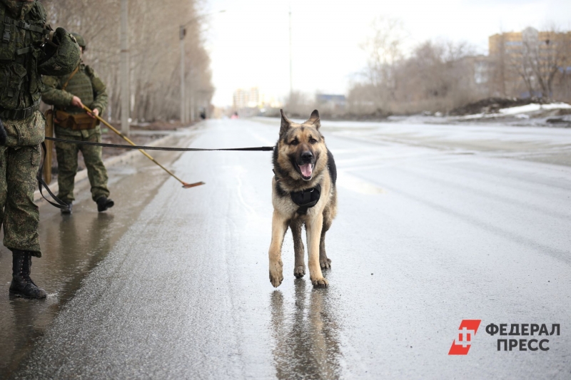 В Госдуме предложили интересный метод борьбы со стаями собак на улицах