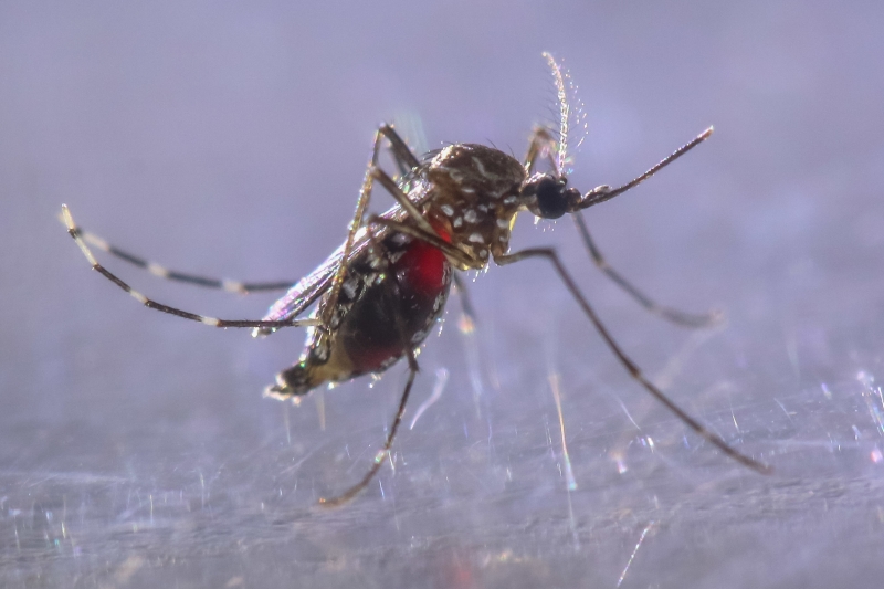 Комар-переносчик лихорадки денге