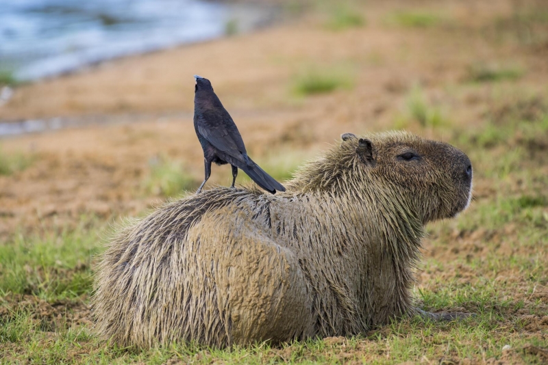 Капибара и птица в естественной среде обитания