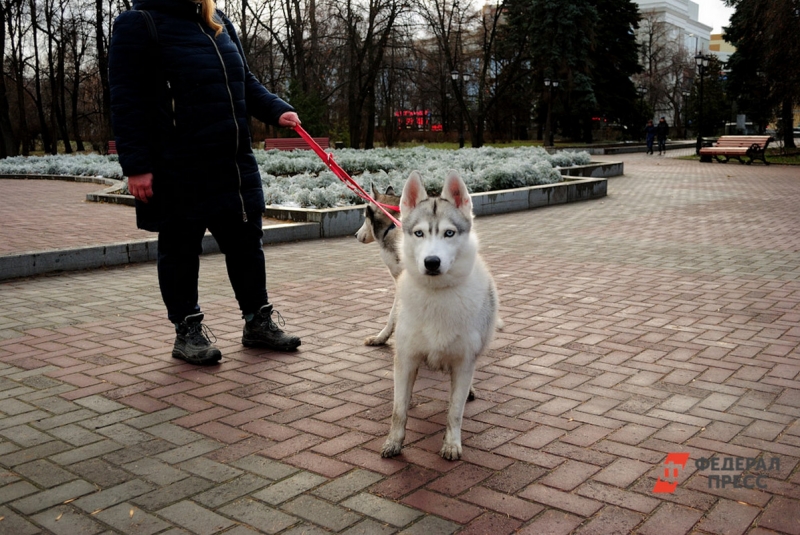 Хаски