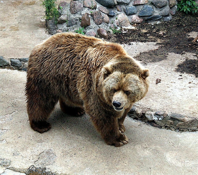 Медведь покусал жителя Курил: мужчина получил рваные раны ягодиц
