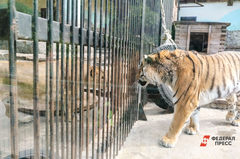 В зоопарке Екатеринбурга монтируют новые вольеры