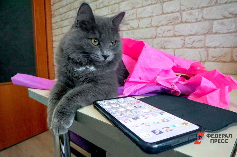 Кот лежит на столе рядом со смартфоном
