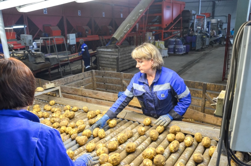 Предприятие по переработке картофеля