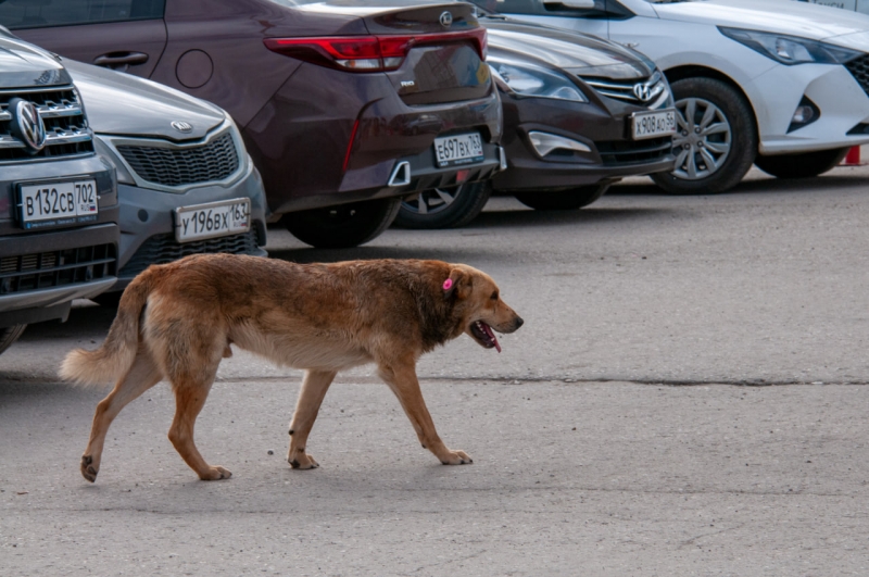 Собака в городе