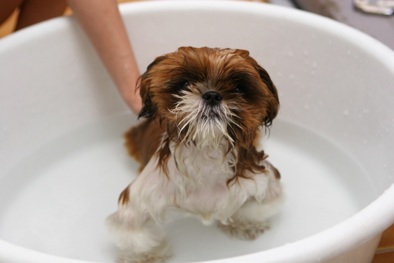 Собака в ванне