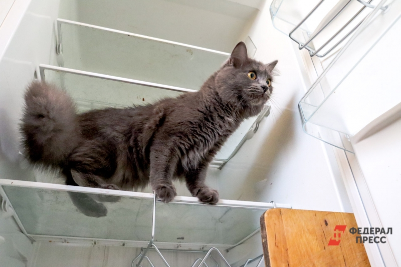 холодильник