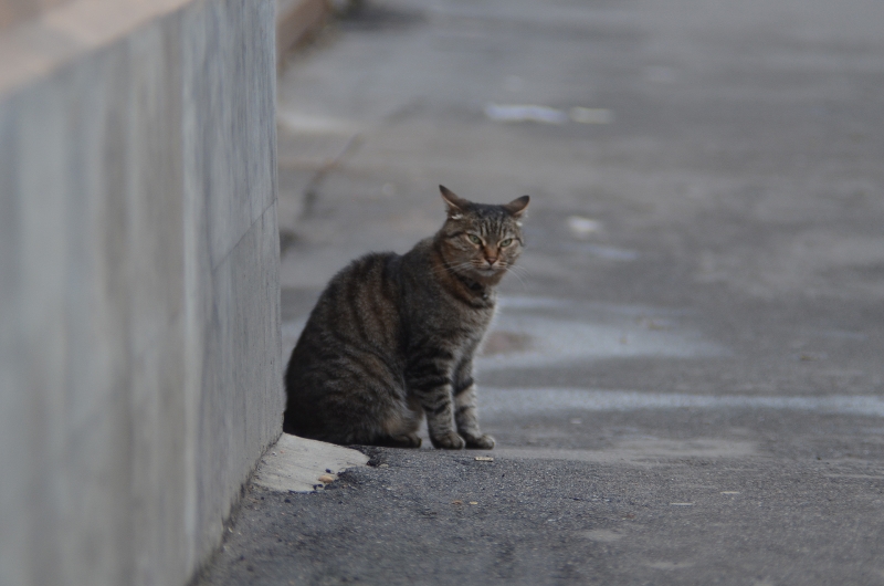 На улицах становится больше бездомных собак и кошек