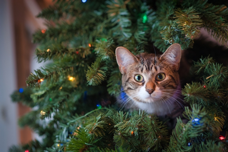 Кошка сидит в елке
