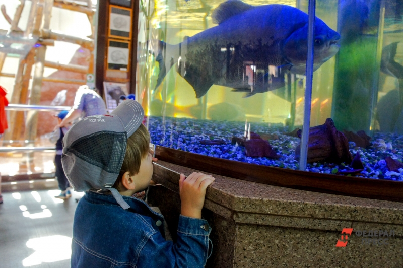 Ребенок смотрит на рыбу в аквариуме