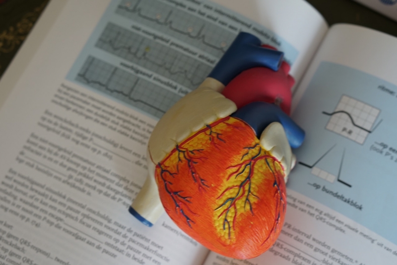 Учебник по кардиологии и макет сердца